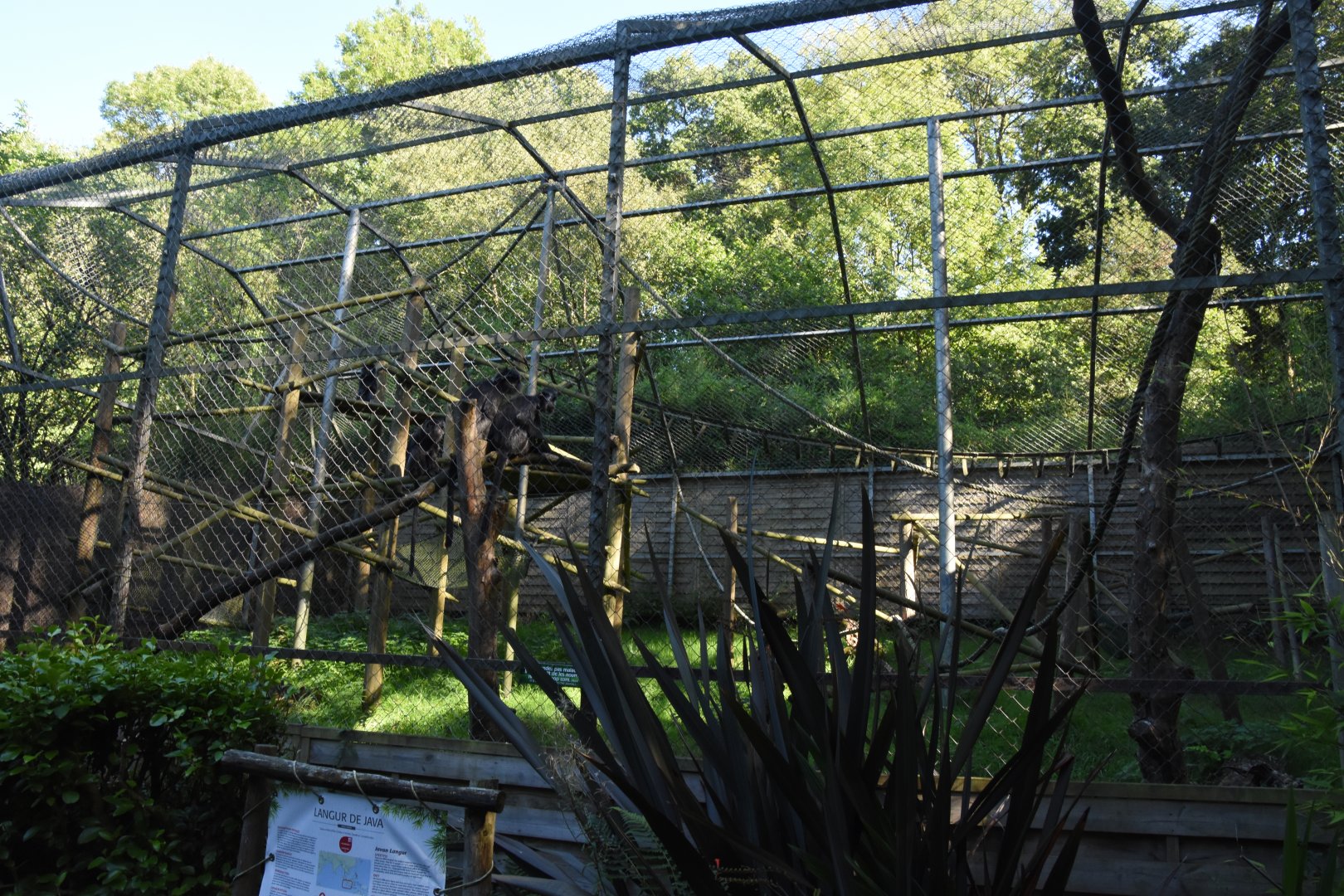 Javan langur cage