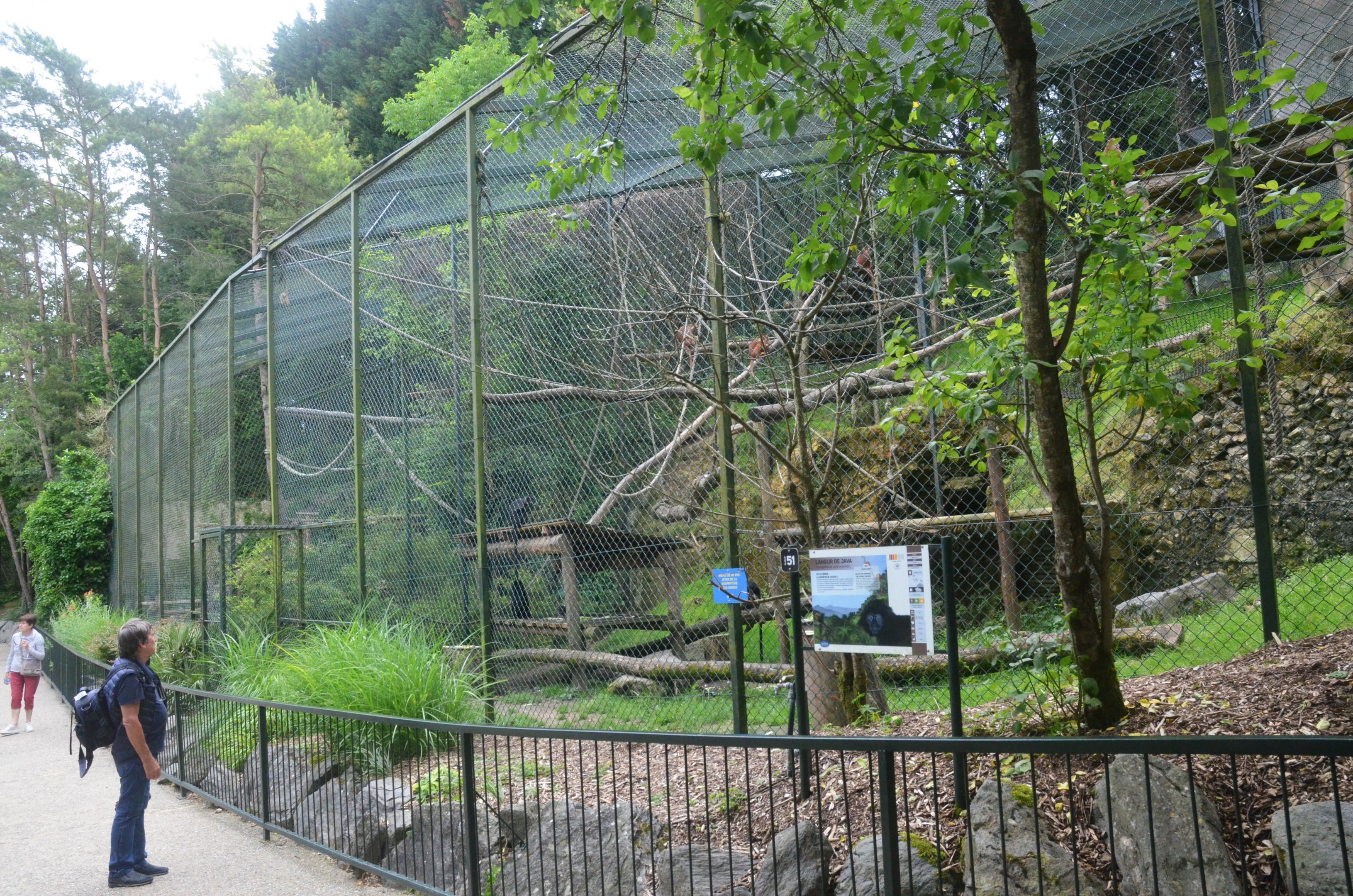 Javan Langur Enclosure at Beauval, 12/06/18