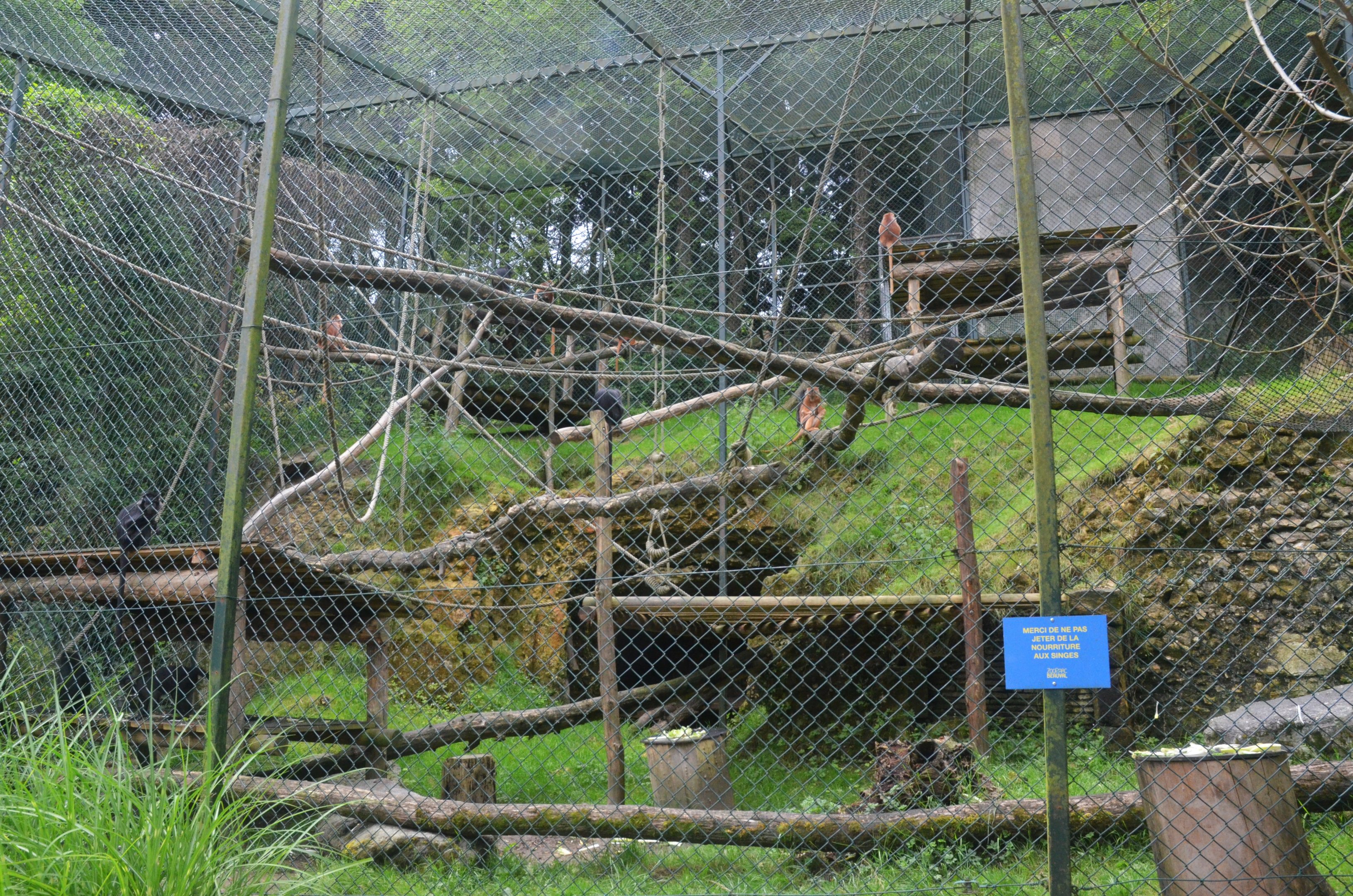 Javan Langur Enclosure at Beauval, 12/06/18