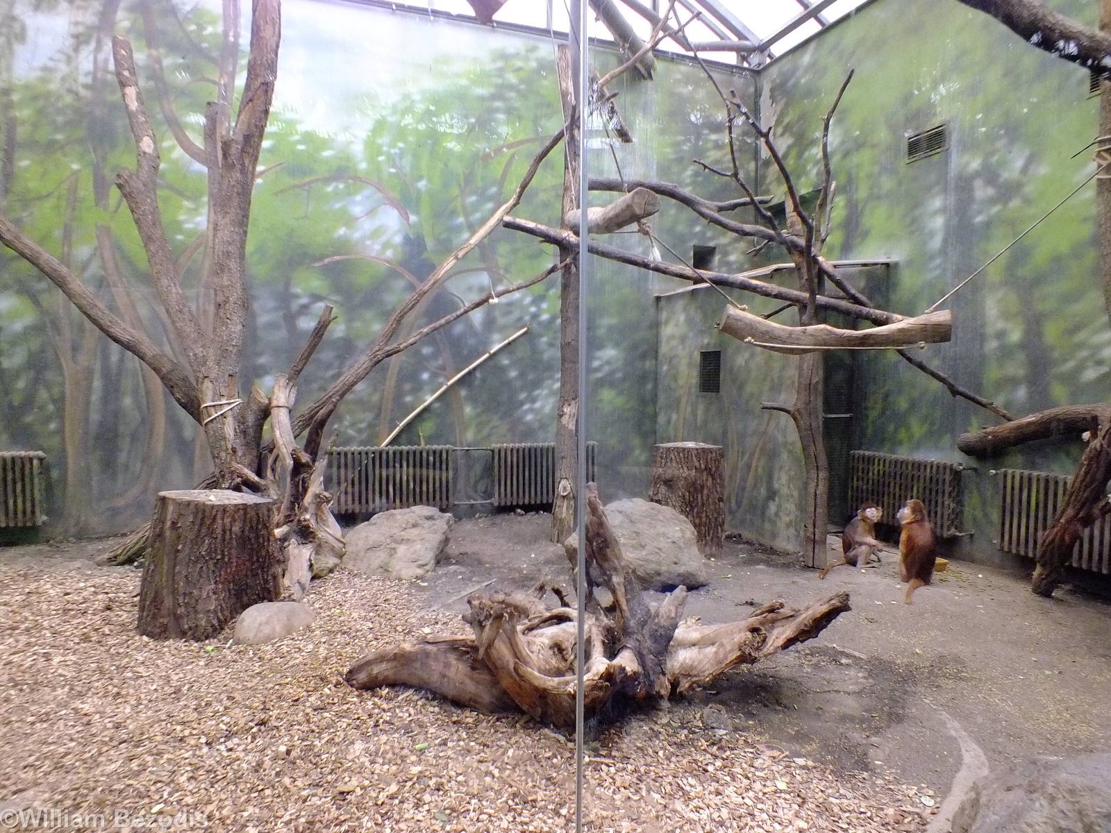 Javan Langur Enclosure - Bird House