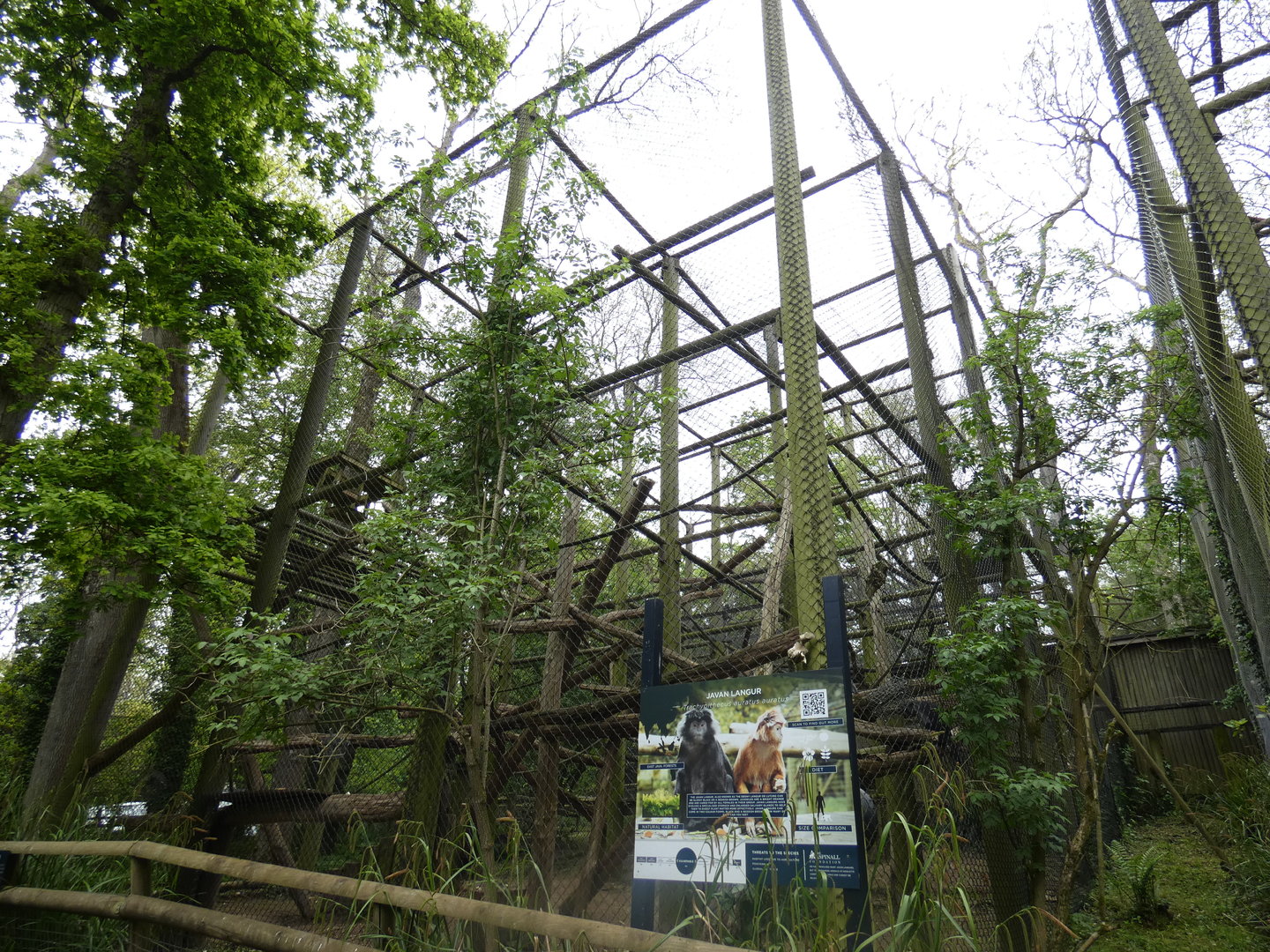 Javan langur enclosure