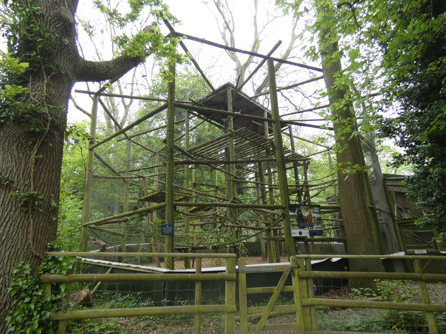 Javan langur enclosure