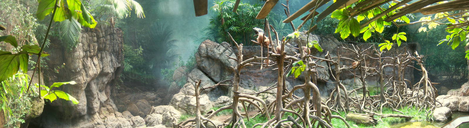 Javan Langur Exhibit - 2008