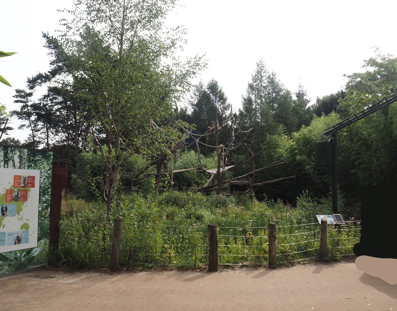 Javan langur exhibit, 2024-08-18