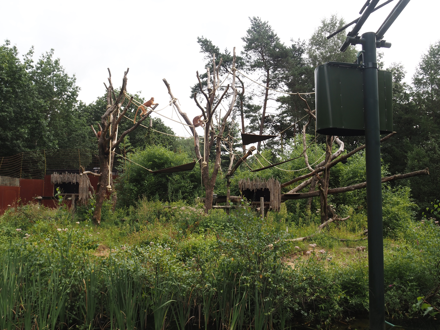 Javan langur exhibit, 2024-08-18