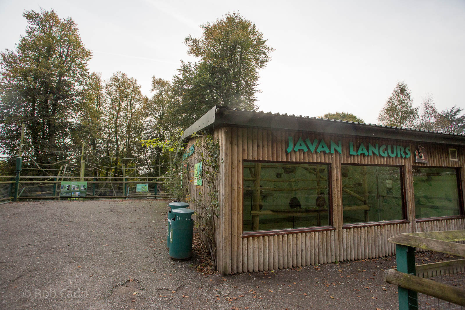Javan langur (exhibit) : Howletts : 16 Oct 2014