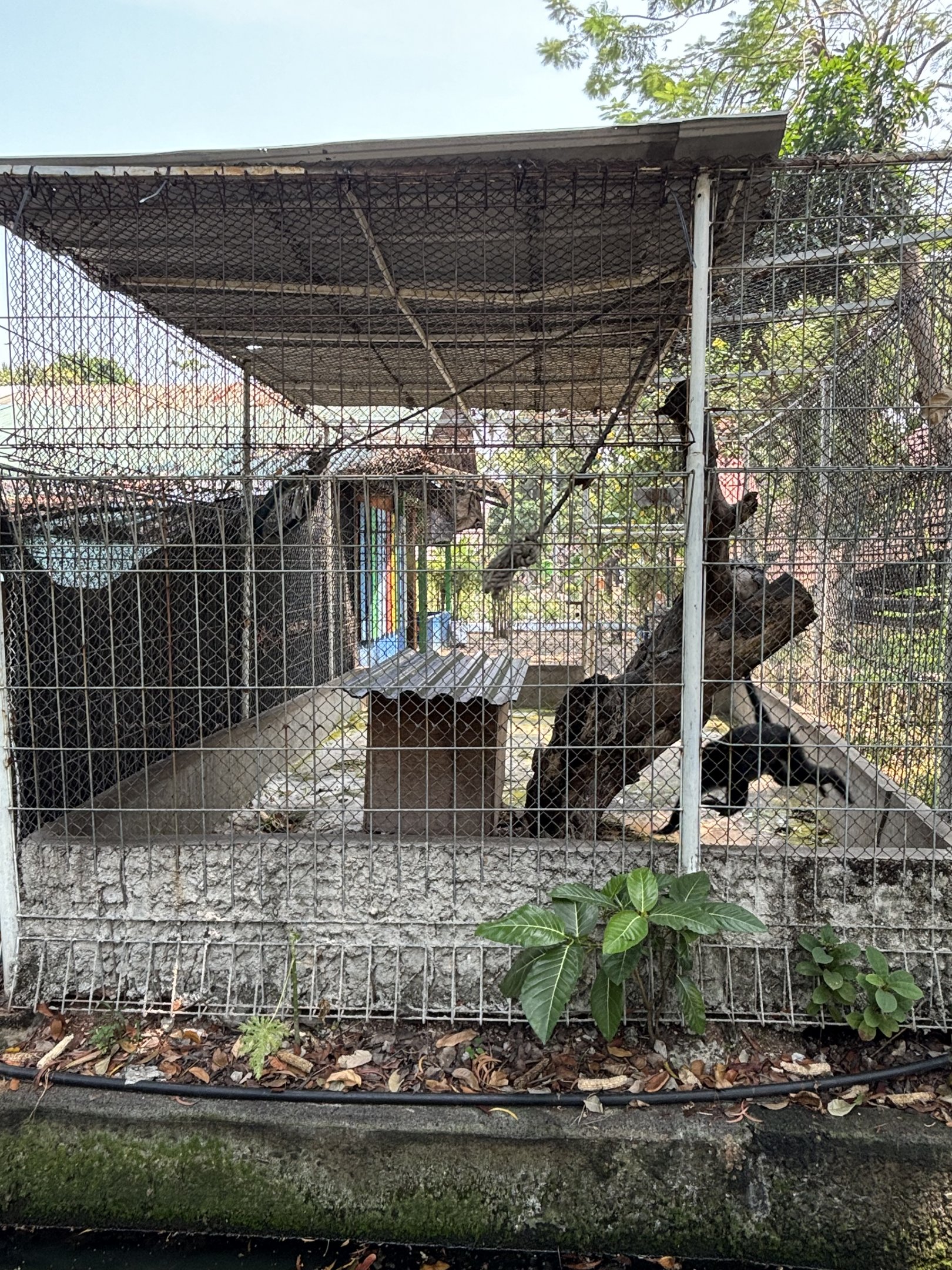 Javan Langur Exhibit - outside zoo grounds
