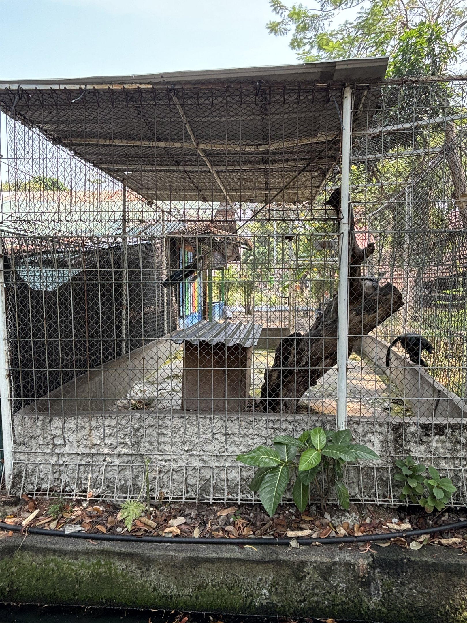 Javan Langur Exhibit - outside zoo grounds