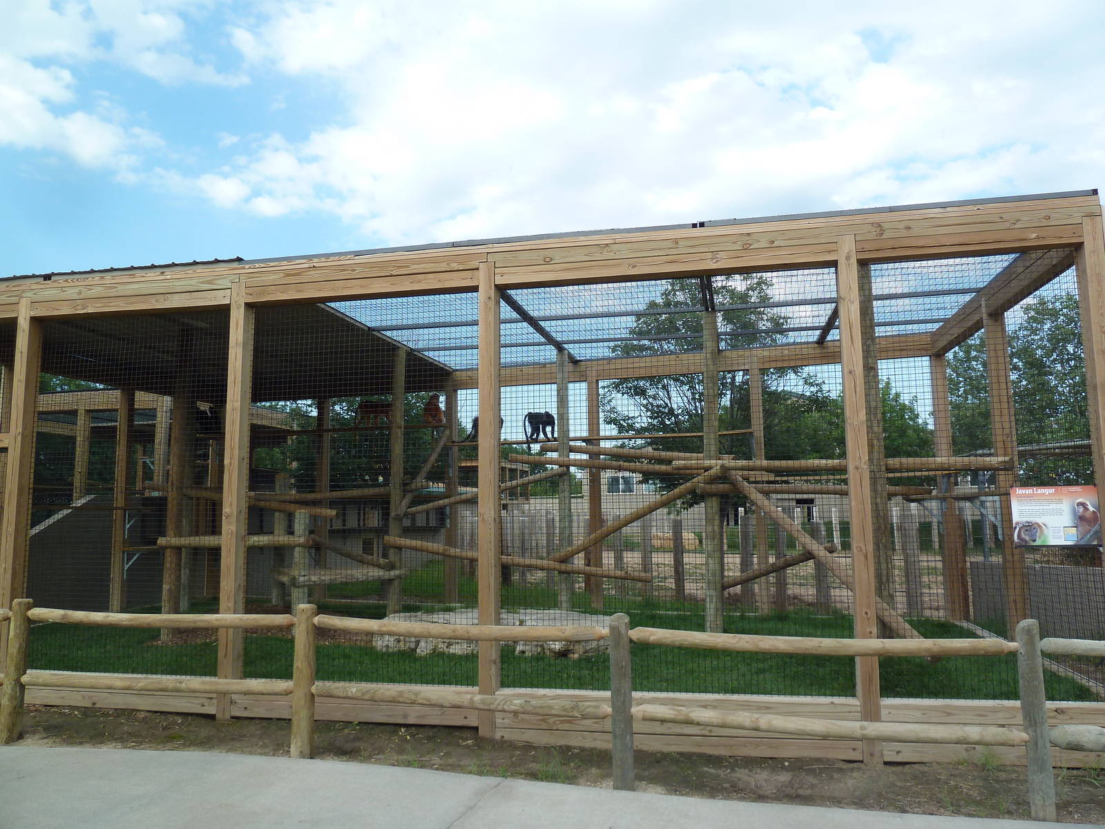 Javan Langur Exhibit