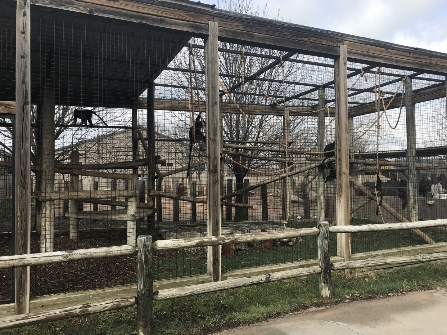 Javan Langur Exhibit