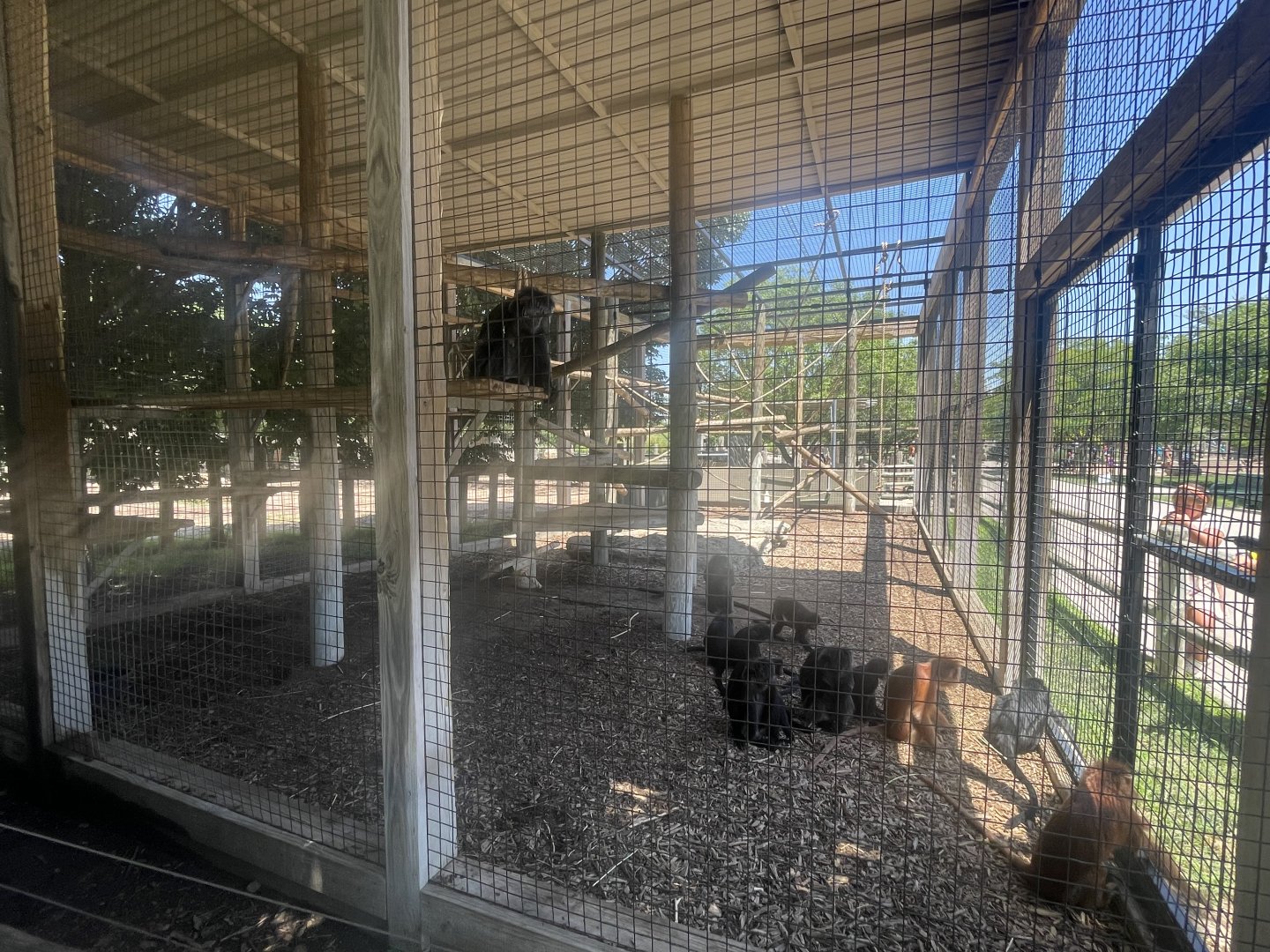 Javan Langur Exhibit