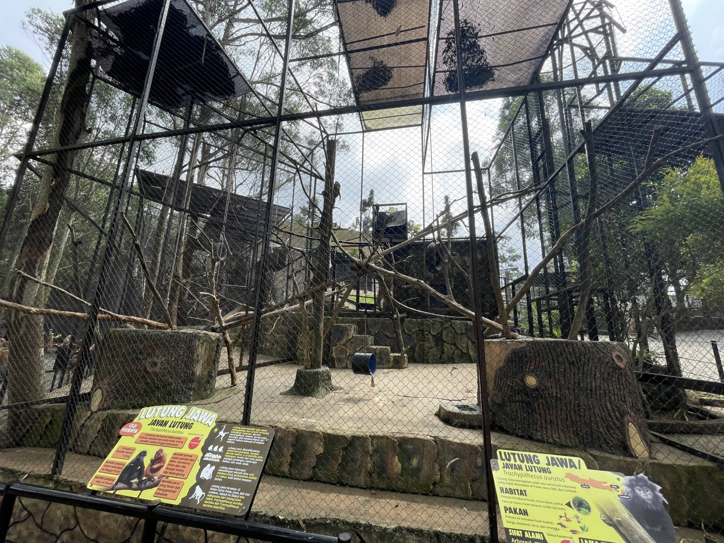 javan langur exhibit