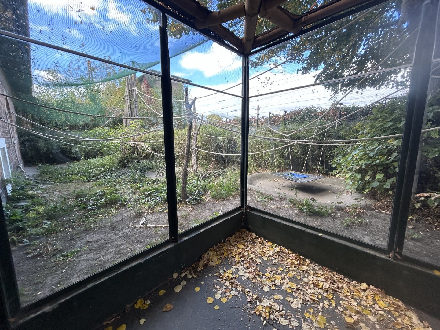 Javan Langur Exhibit