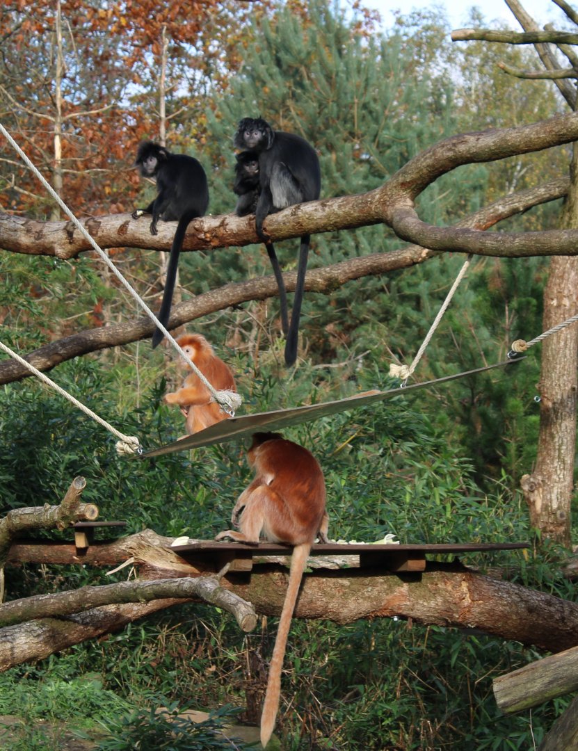 Javan langur family