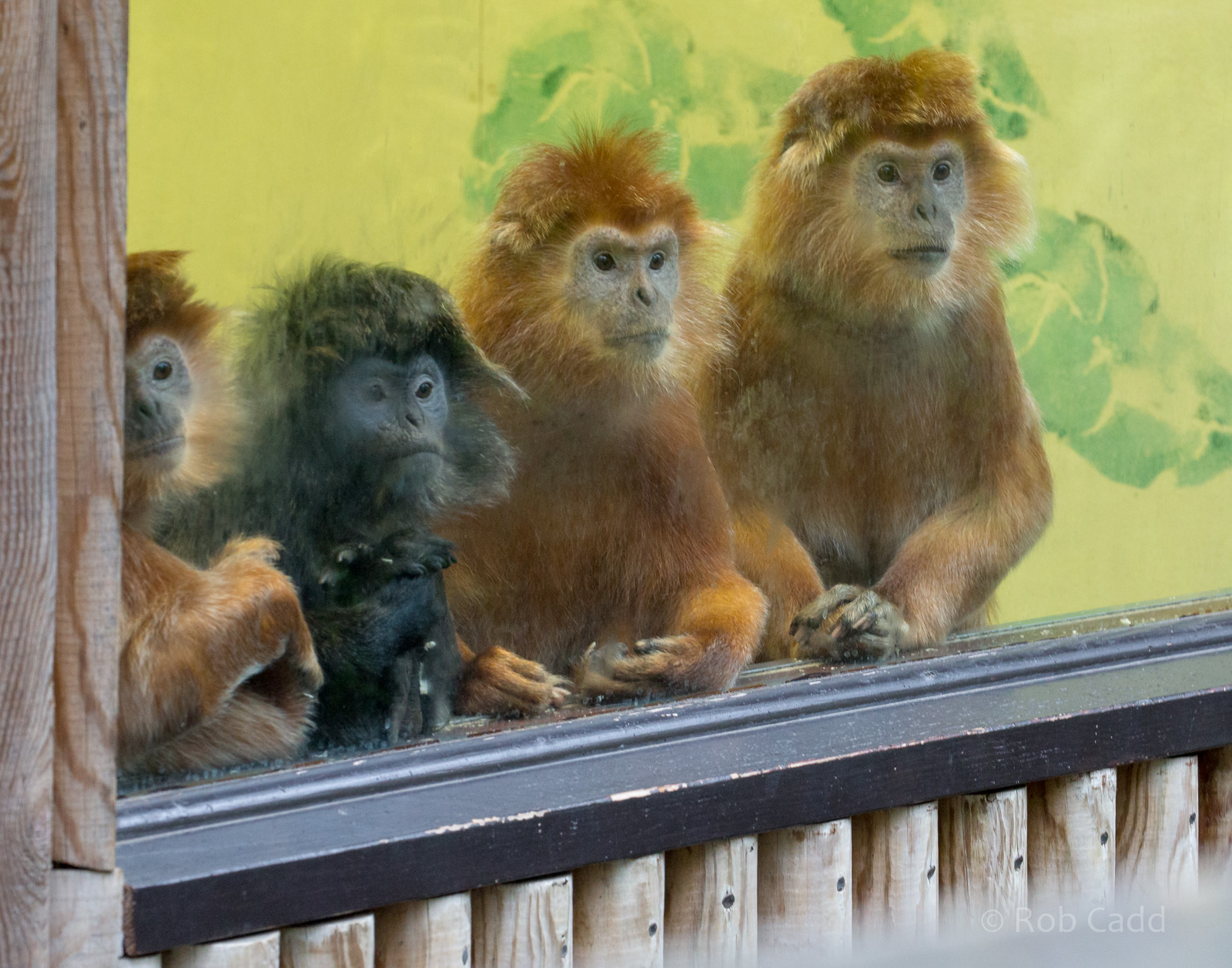 Javan langur : Howletts : 06 Oct 2018