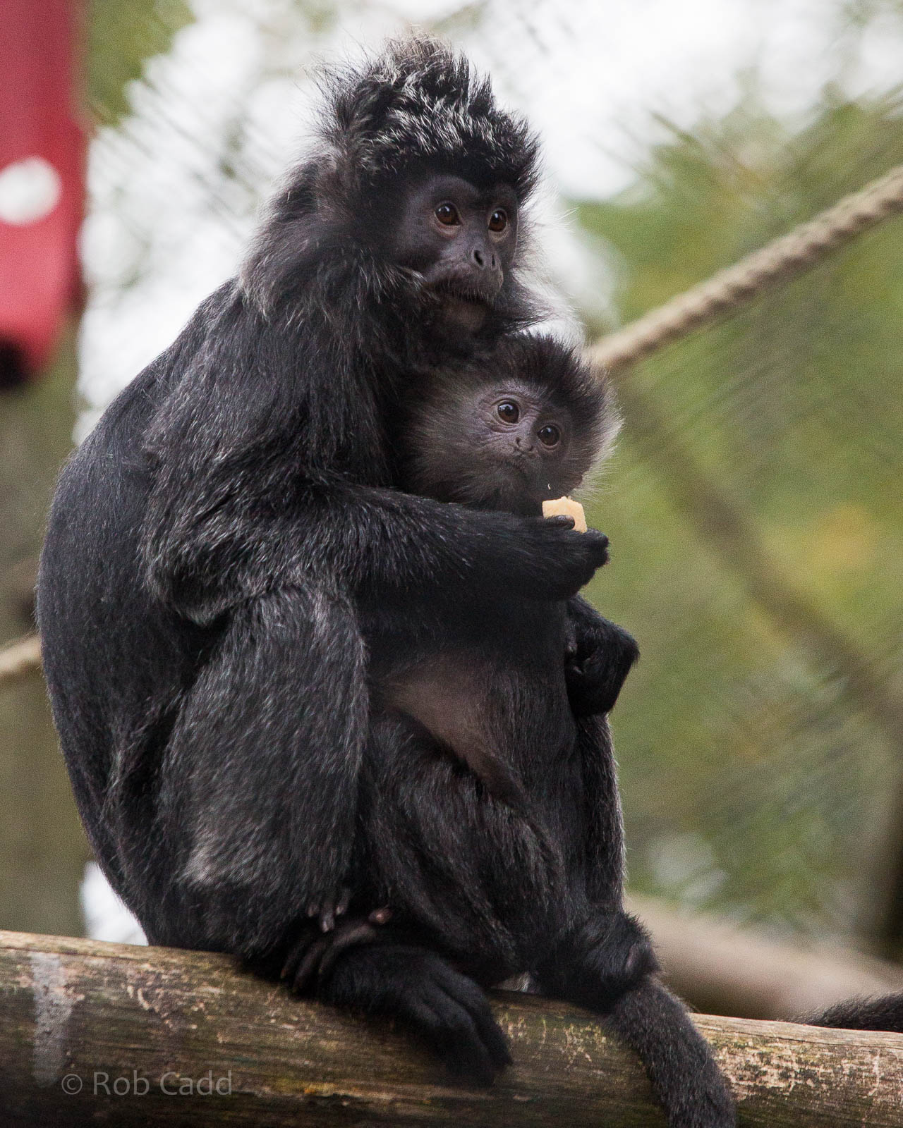 Javan langur : Howletts : 14 Oct 2014