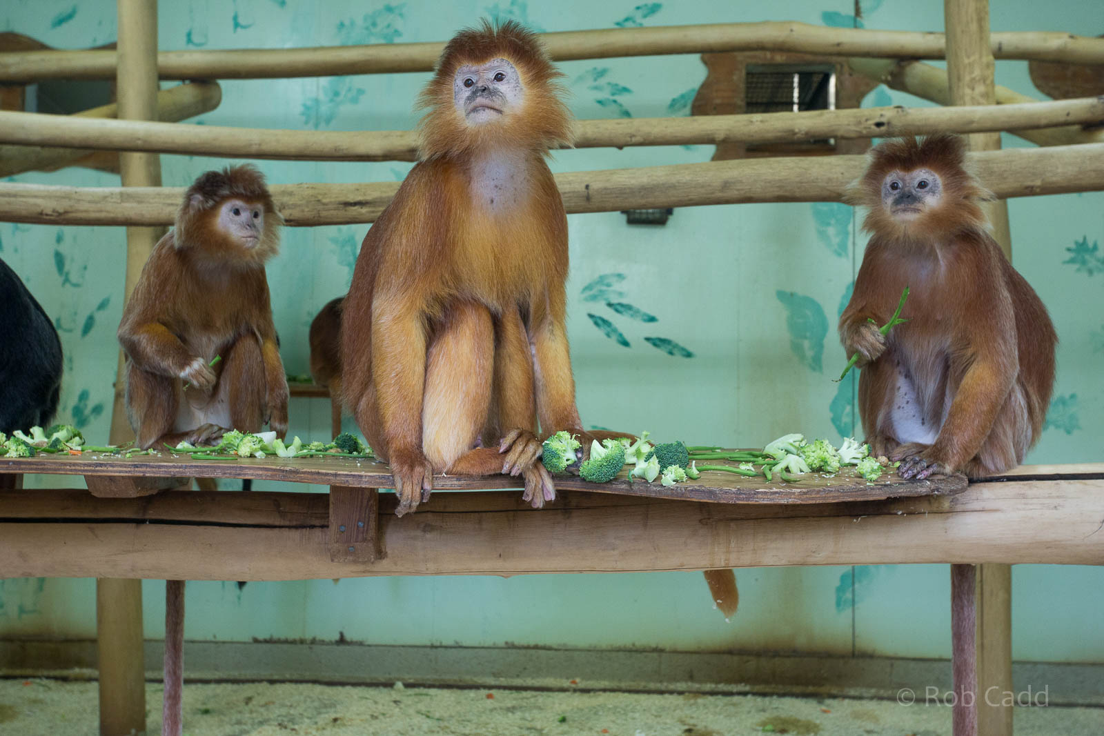 Javan langur : Howletts : 16 Oct 2014