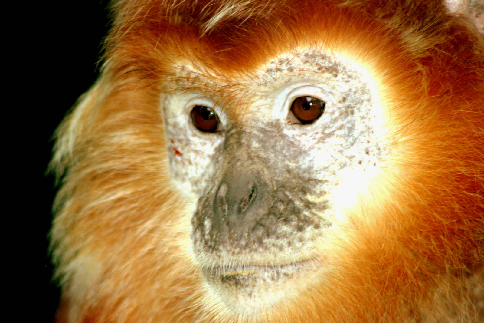 Javan langur; Howletts; 4th September 2016