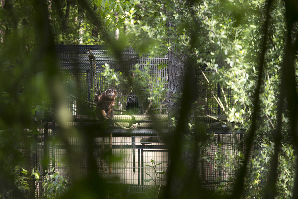 Javan Langur off-show exhibit, 5/3/14