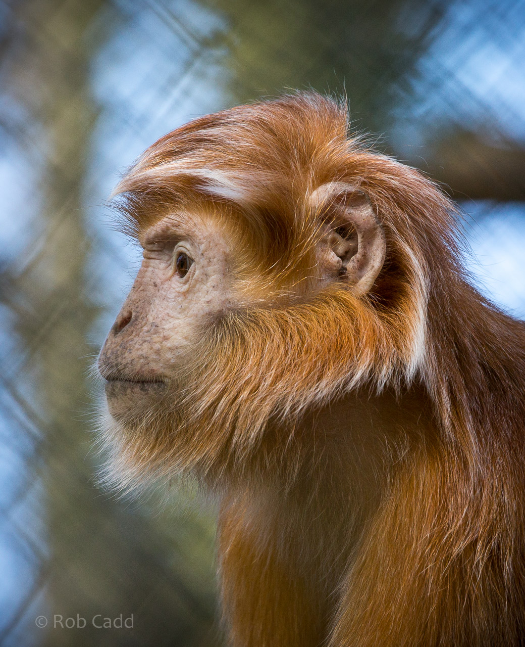 Javan langur : Port Lympne : 31 Mar 2015