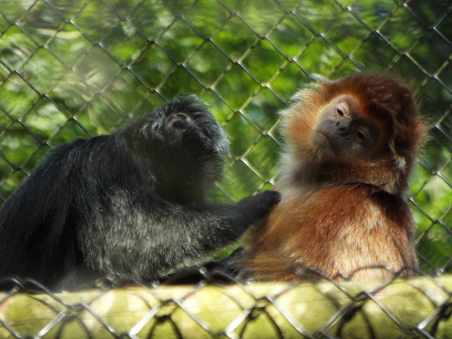 Javan Langur - Port Lympne
