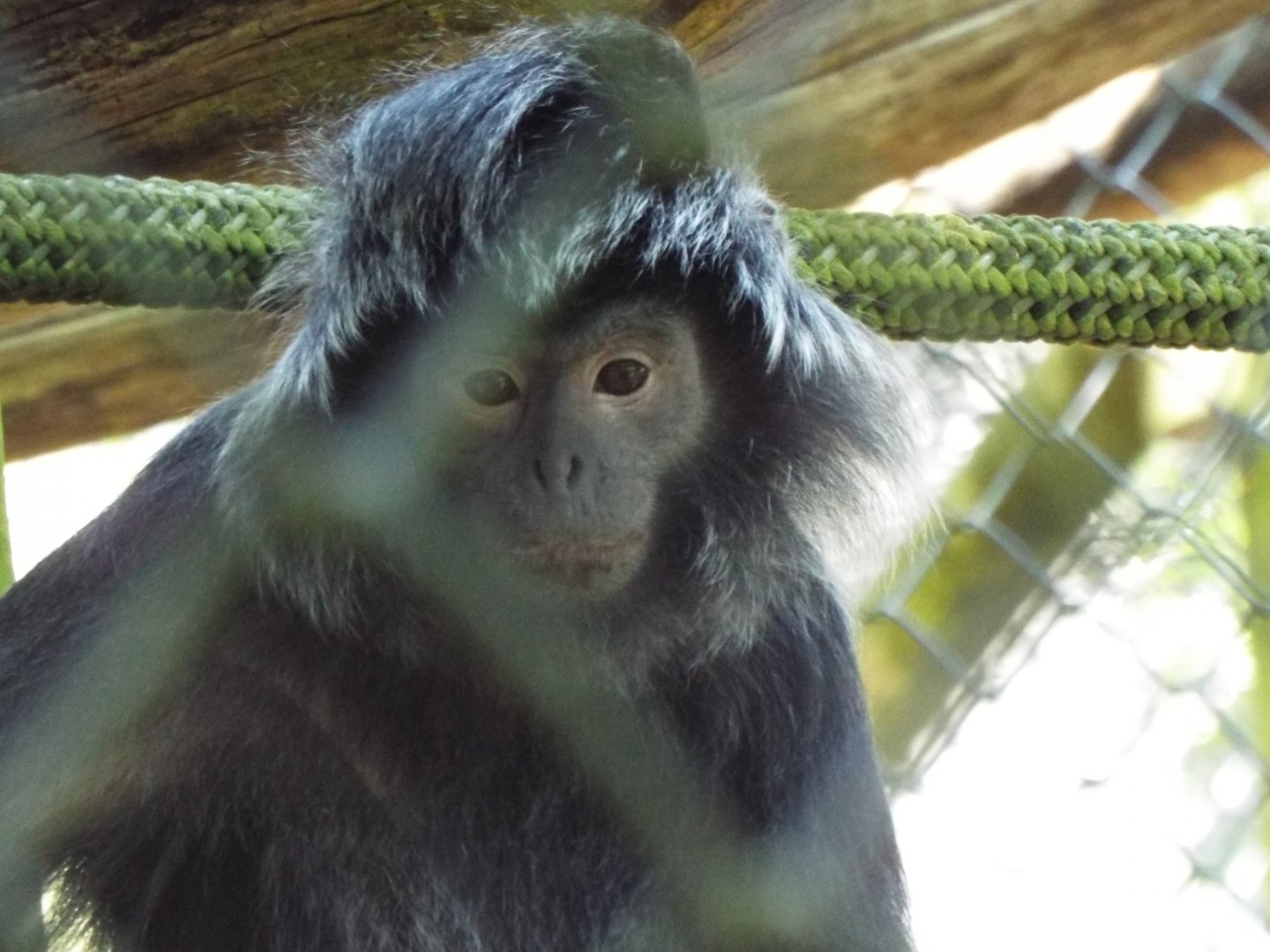 Javan Langur - Port Lympne