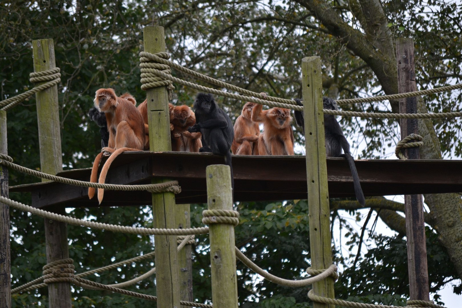 Javan Langur - September 2016