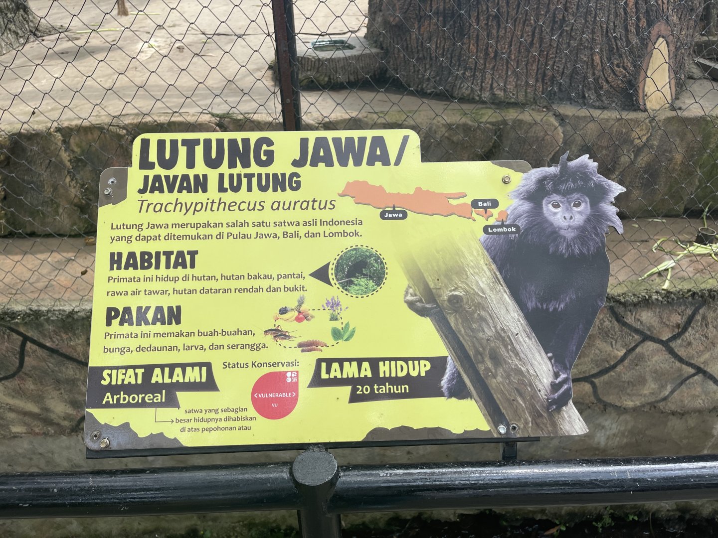 javan langur signage (1)