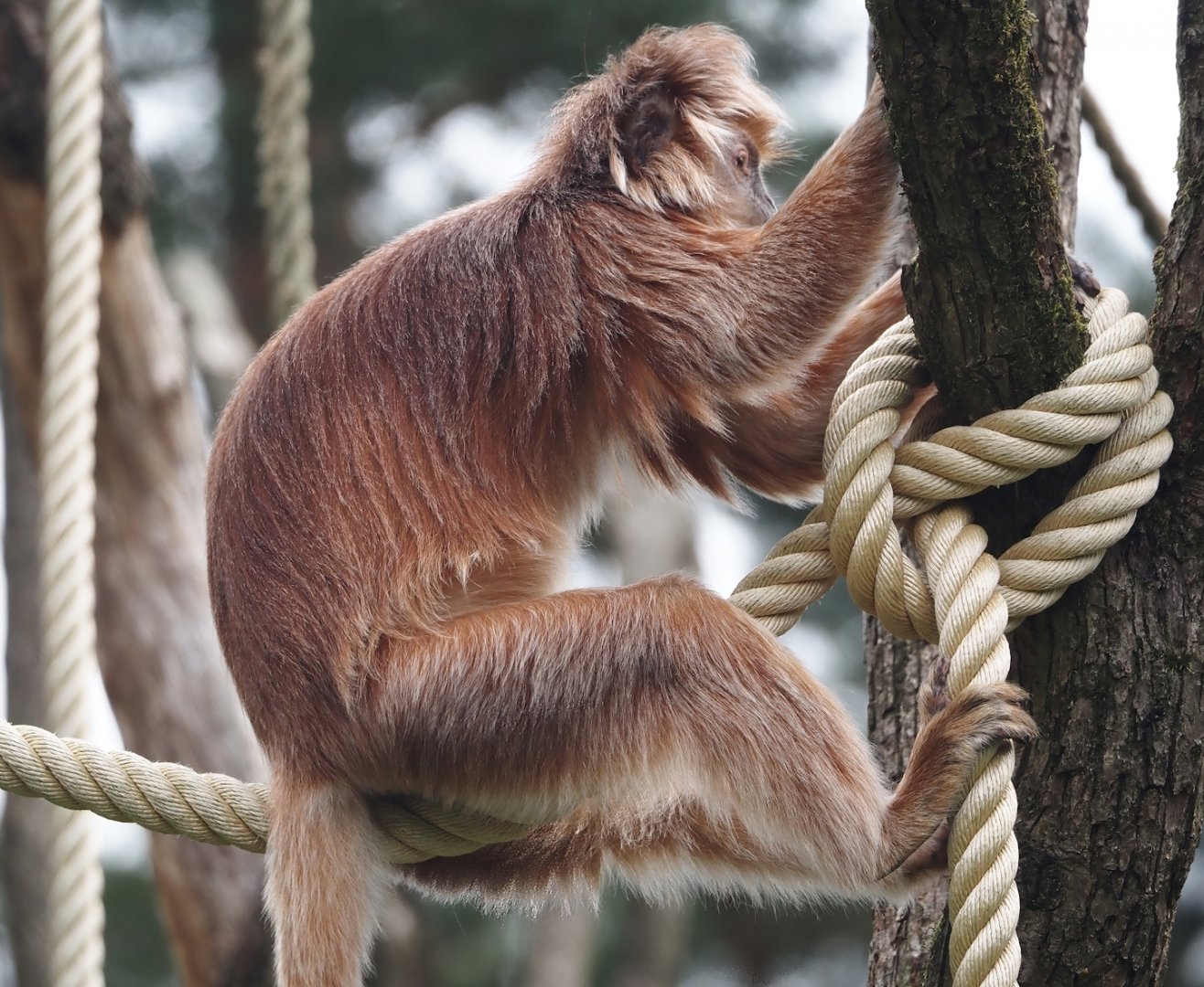Javan langur (Trachypithecus auratus), 2024-08-18