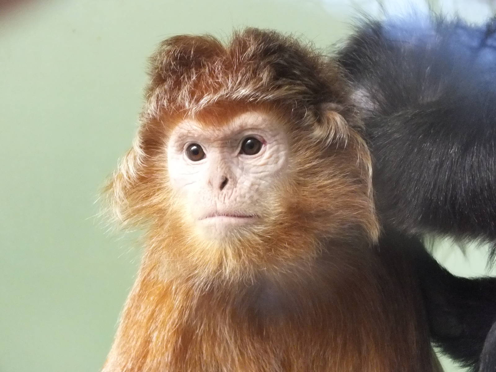 Javan Langur (Trachypithecus auratus) at Howletts Wild Animal Park - Januar