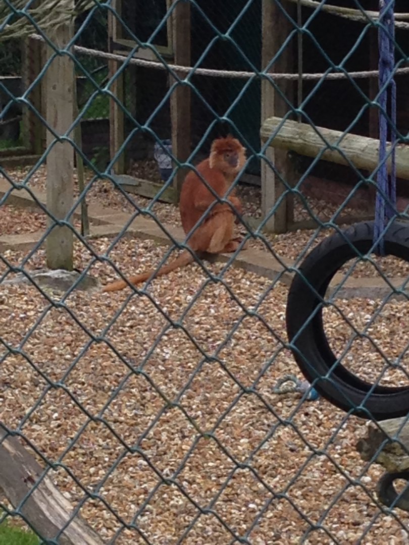 Javan Langur - (Trachypithecus Auratus Auratus)