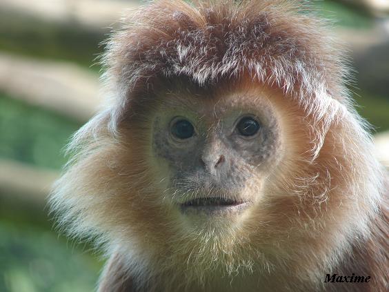 Javan Langur (Trachypithecus auratus) - La Boissière du Doré