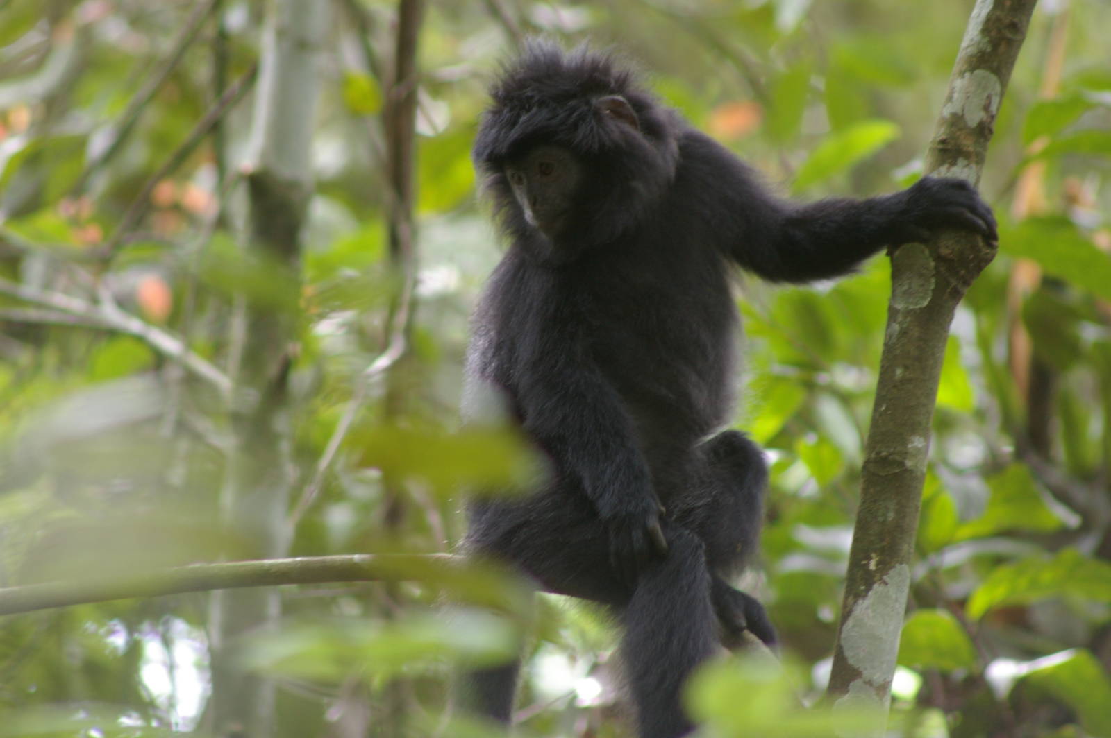 Javan langur (Trachypithecus auratus mauritius)