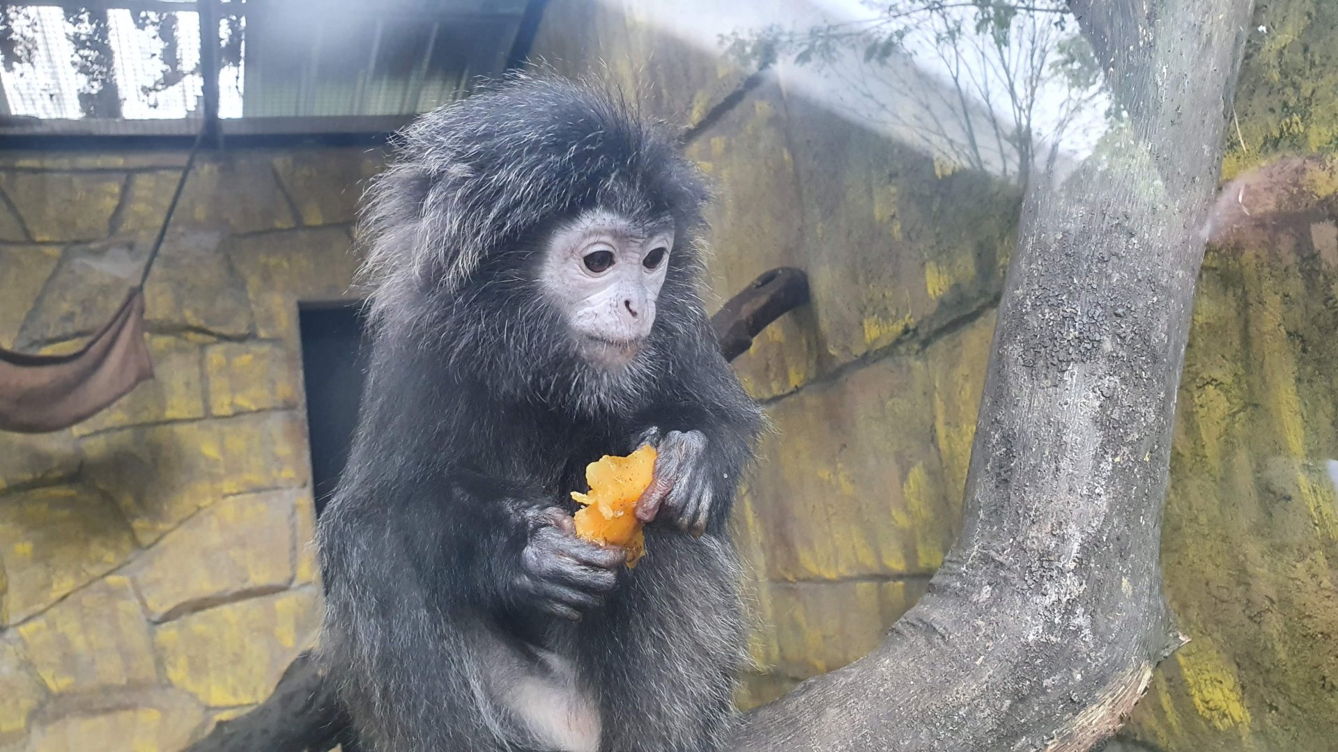 Javan Langur (Trachypithecus auratus) - Taru Jurug Zoo