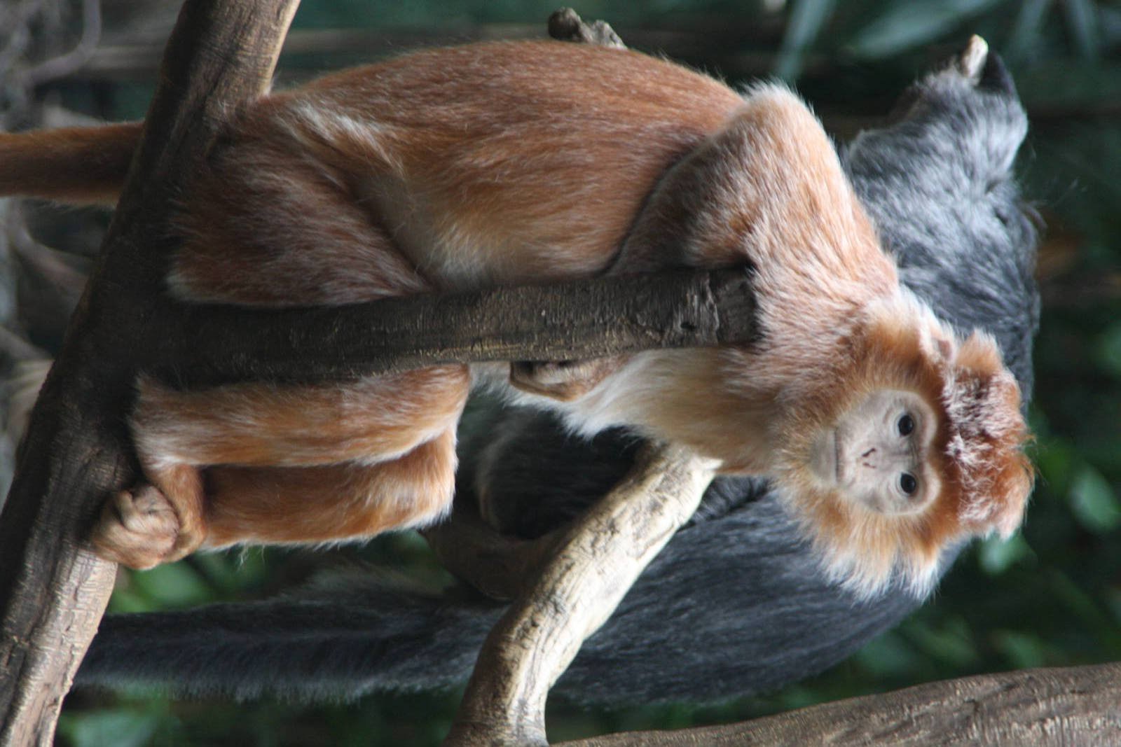 Javan Langur (Trachypithecus auratus)