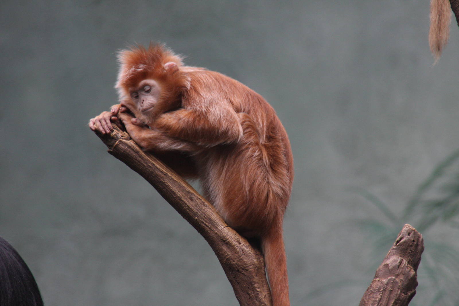 Javan Langur (Trachypithecus auratus)