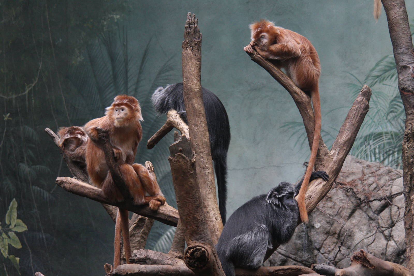 Javan Langur (Trachypithecus auratus)