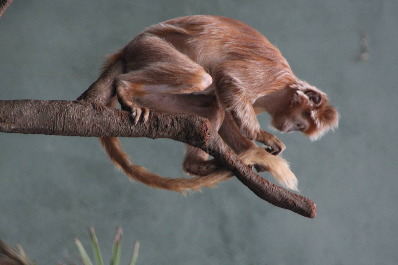 Javan Langur (Trachypithecus auratus)