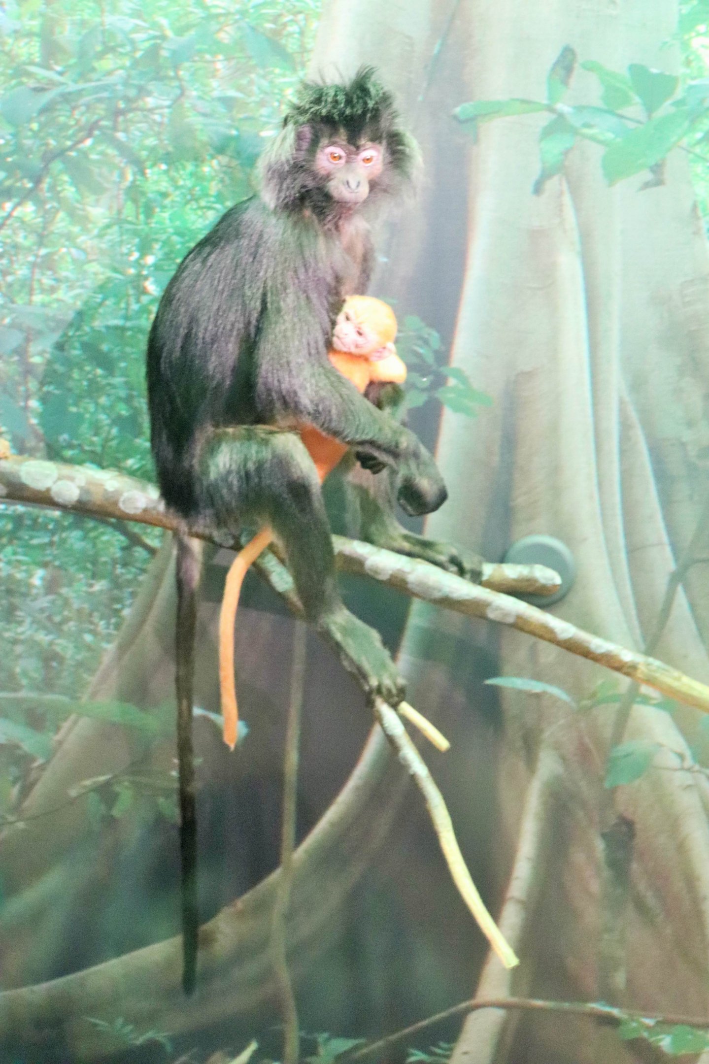 Javan Langur (Trachypithecus auratus)