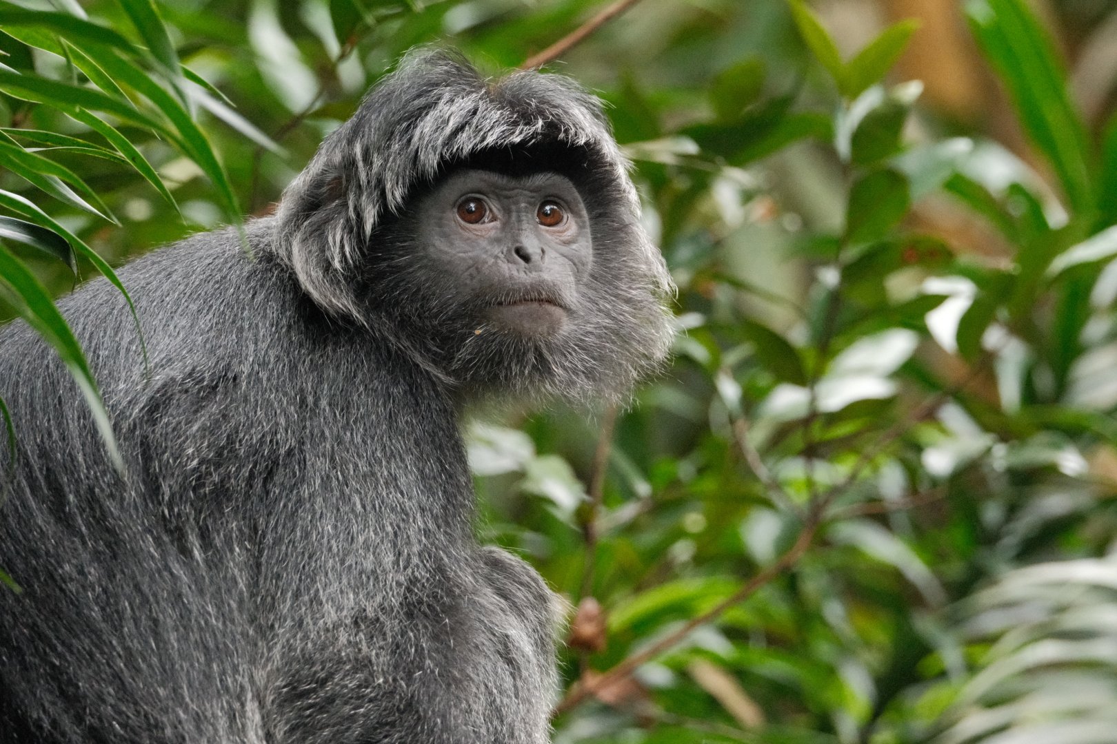 Javan Langur (Trachypithecus auratus)