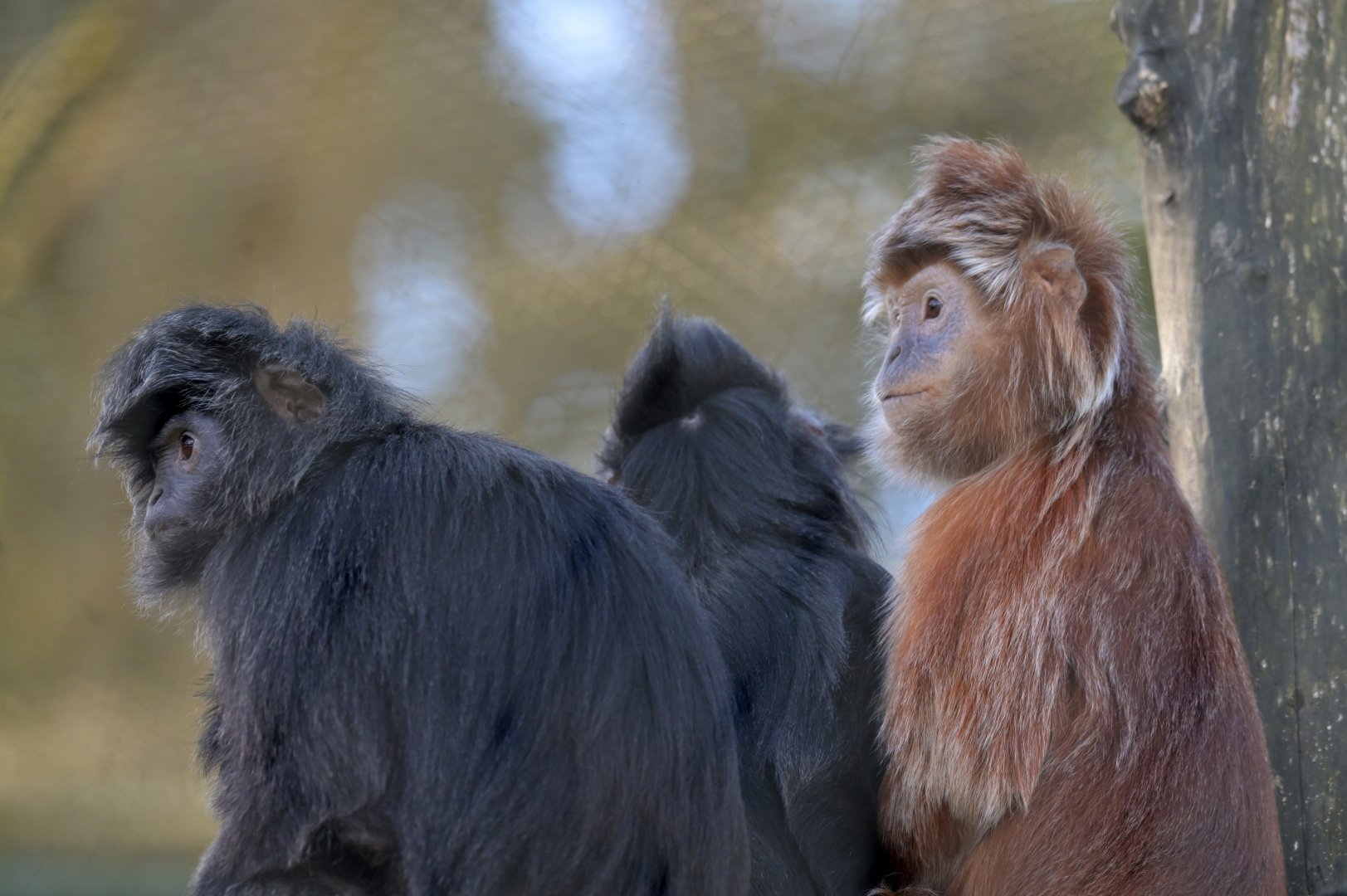 Javan langur (Trachypithecus auratus)