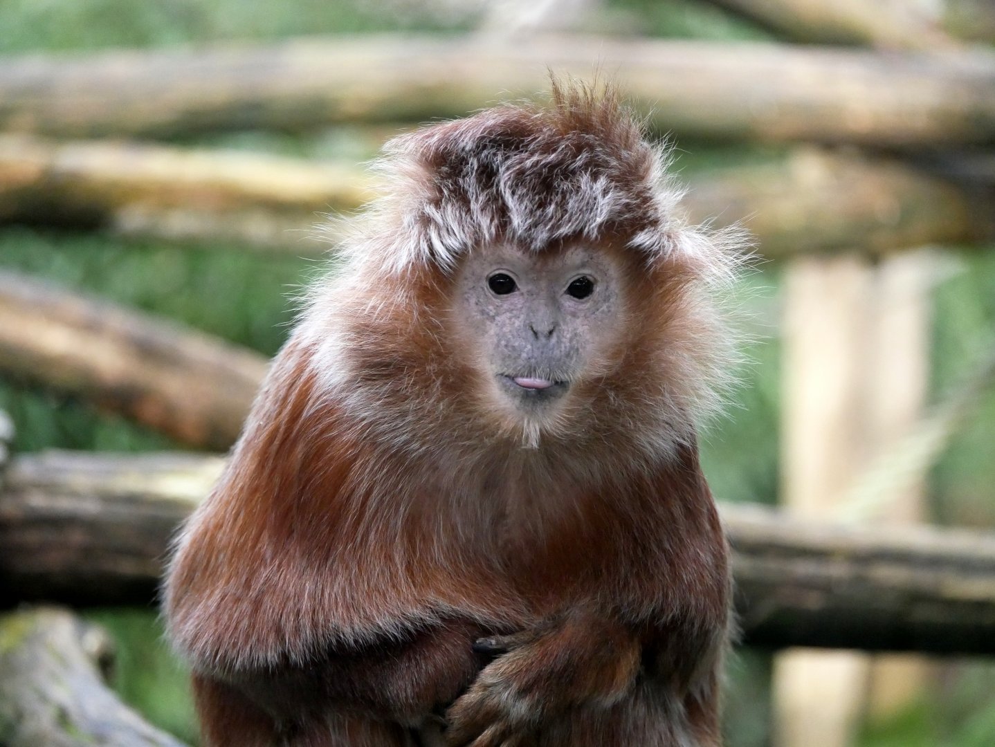 Javan langur (Trachypithecus auratus)