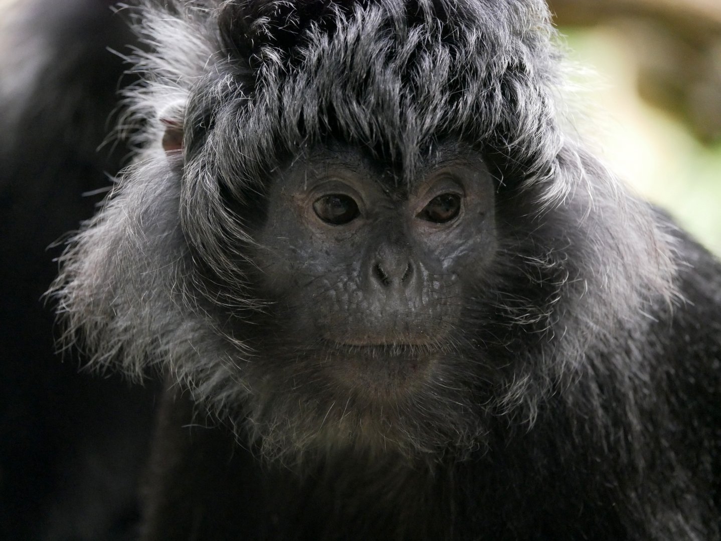 Javan langur (Trachypithecus auratus)