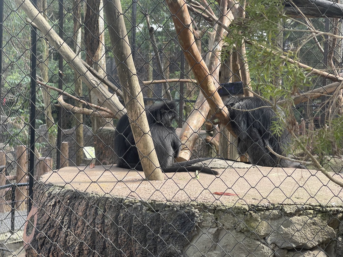 javan langur (trachypithecus auratus)