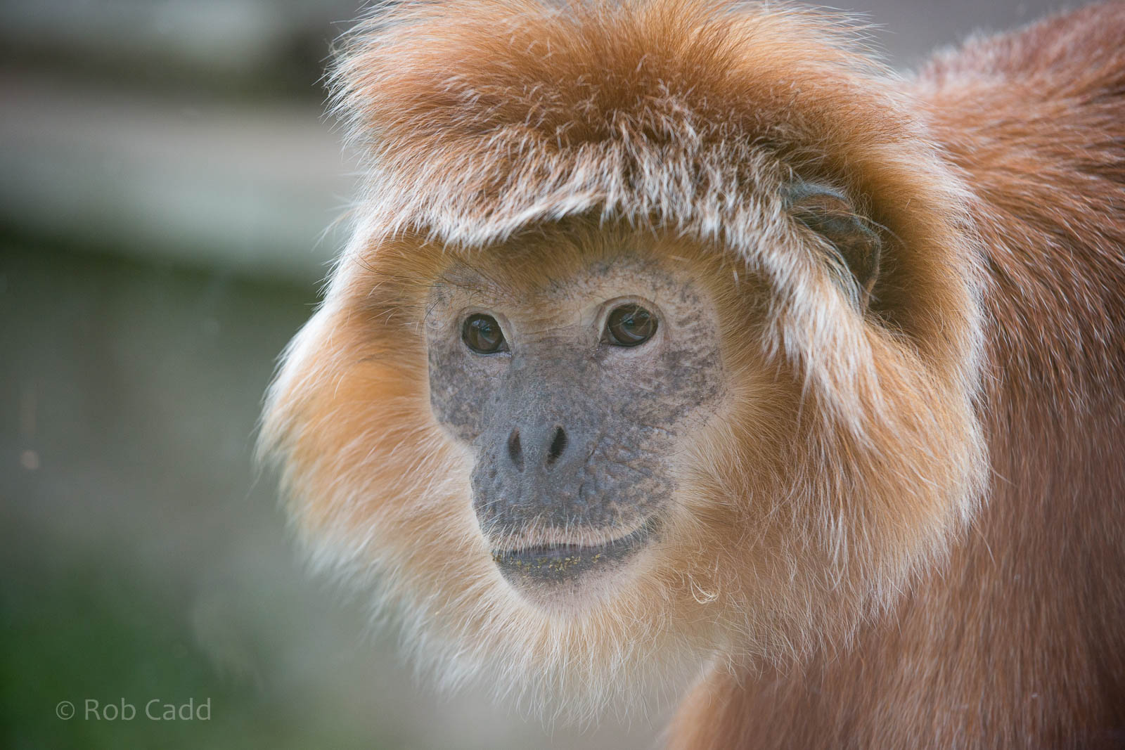 Javan langur : Twycross : 03 Oct 2014