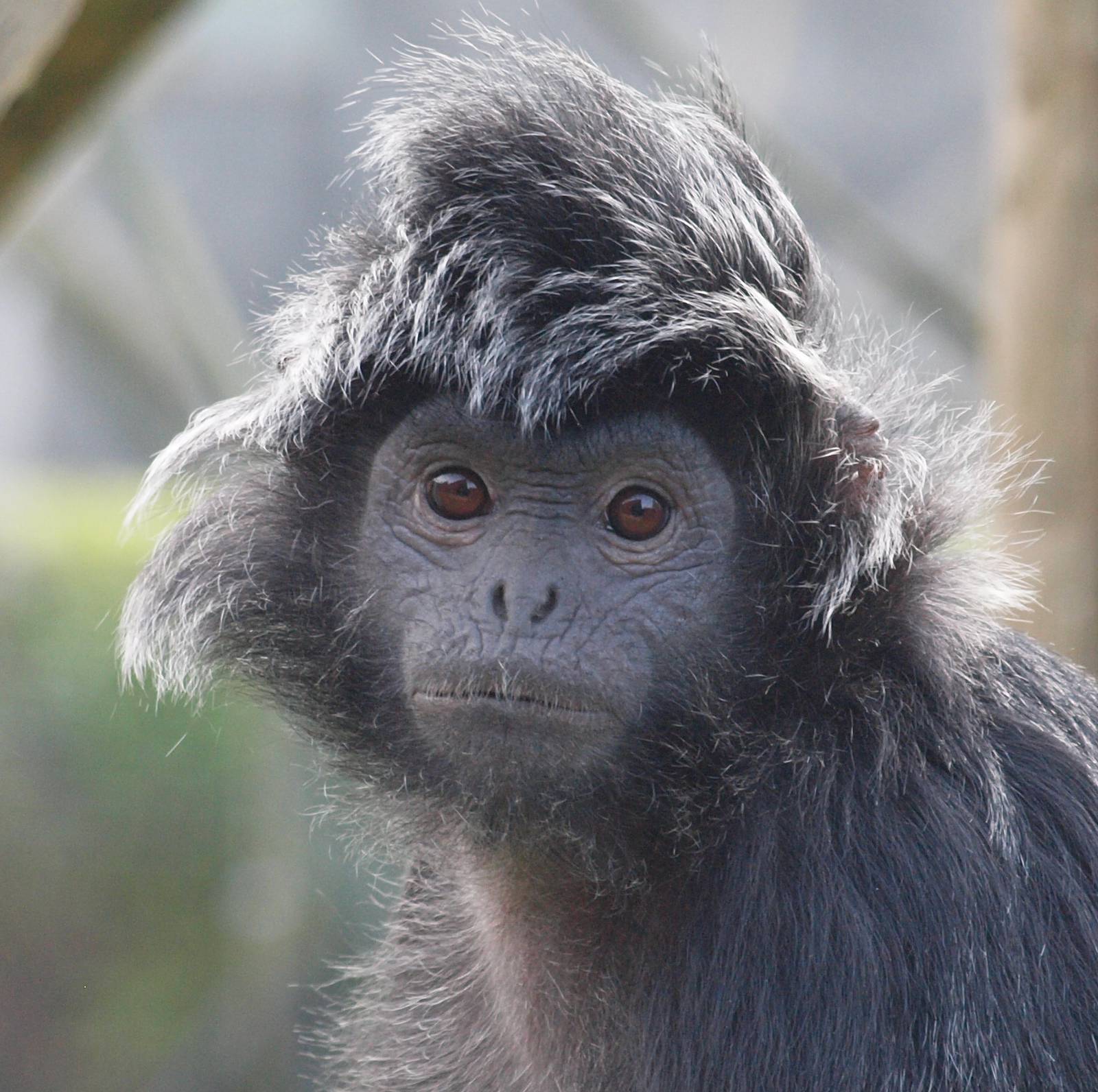 Javan langur