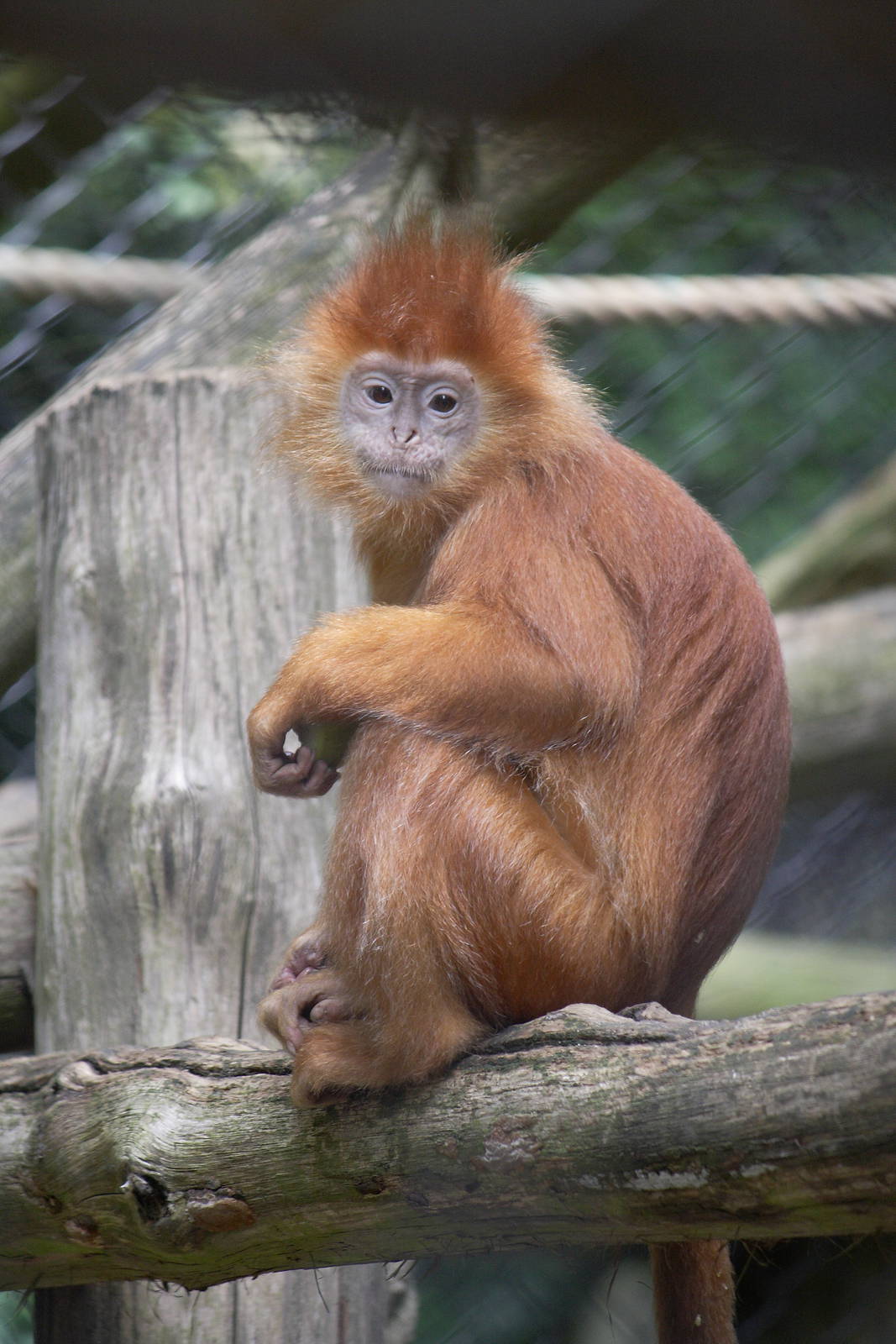 Javan langur
