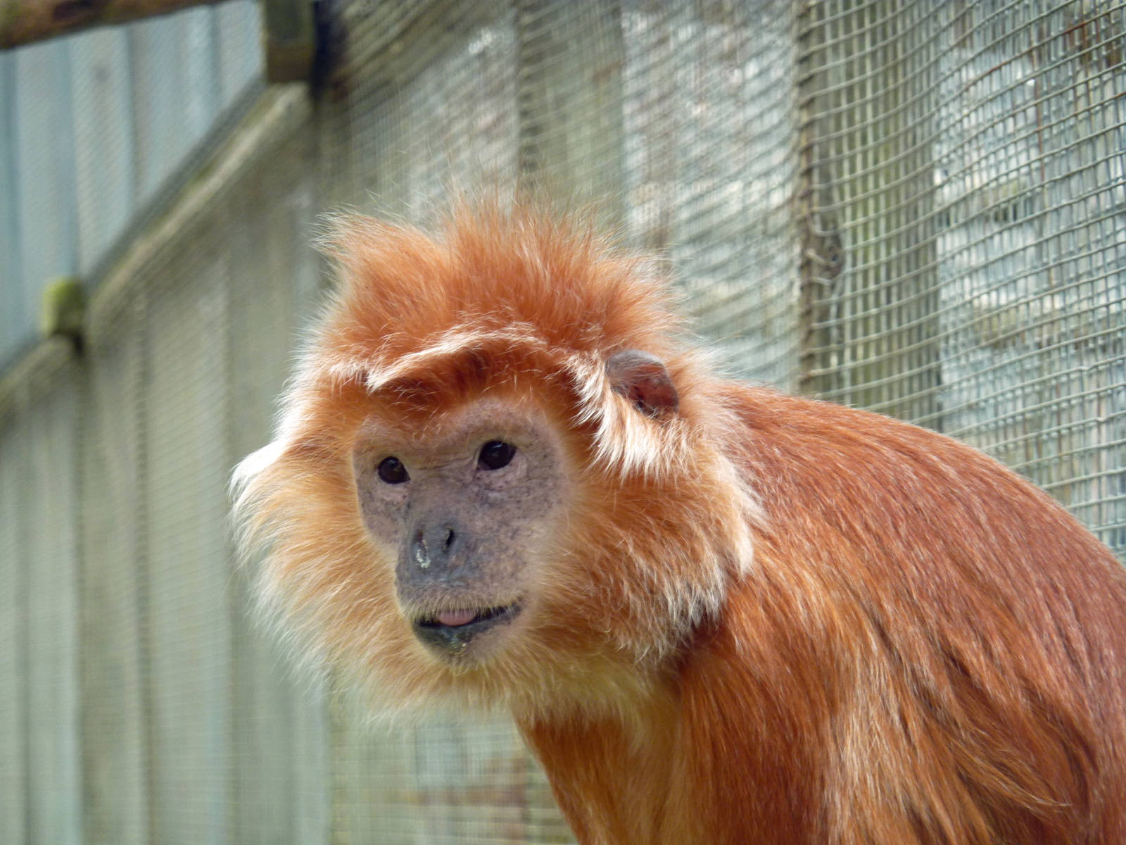 Javan langur