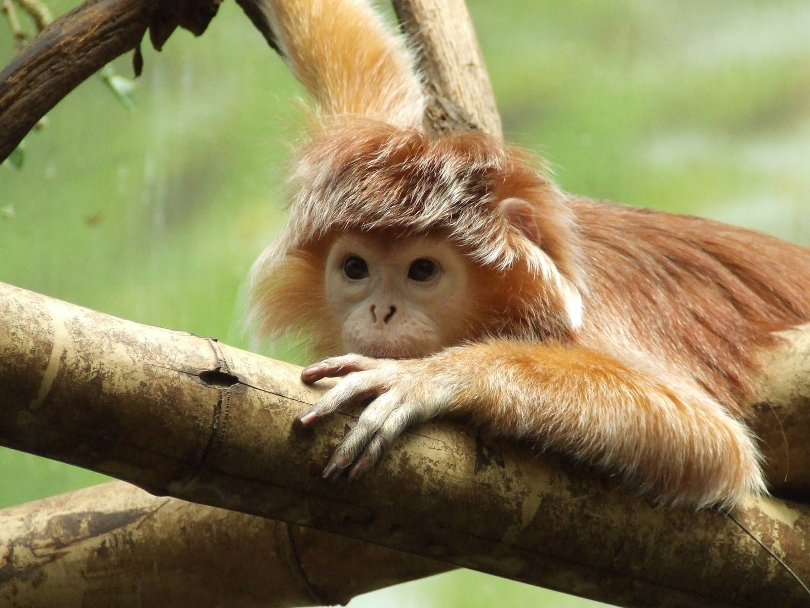 Javan Langur