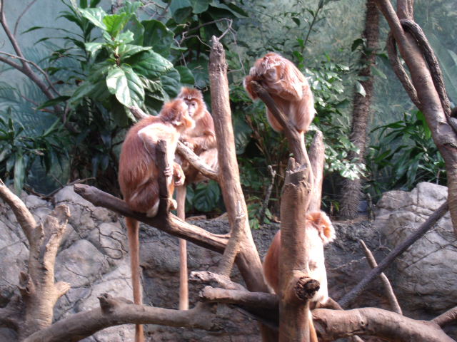 Javan Langur